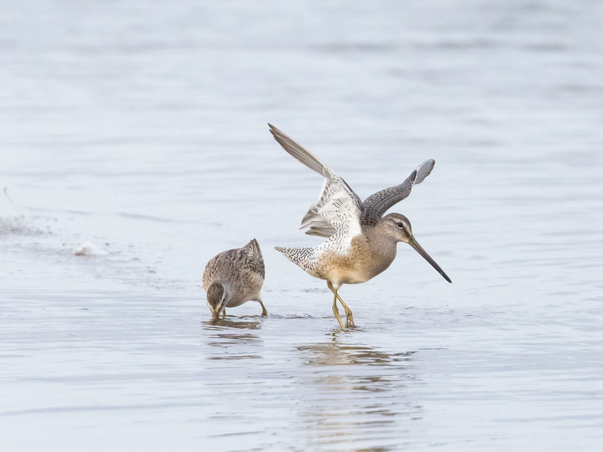 Long-billed Dowitcher - Angus Wilson