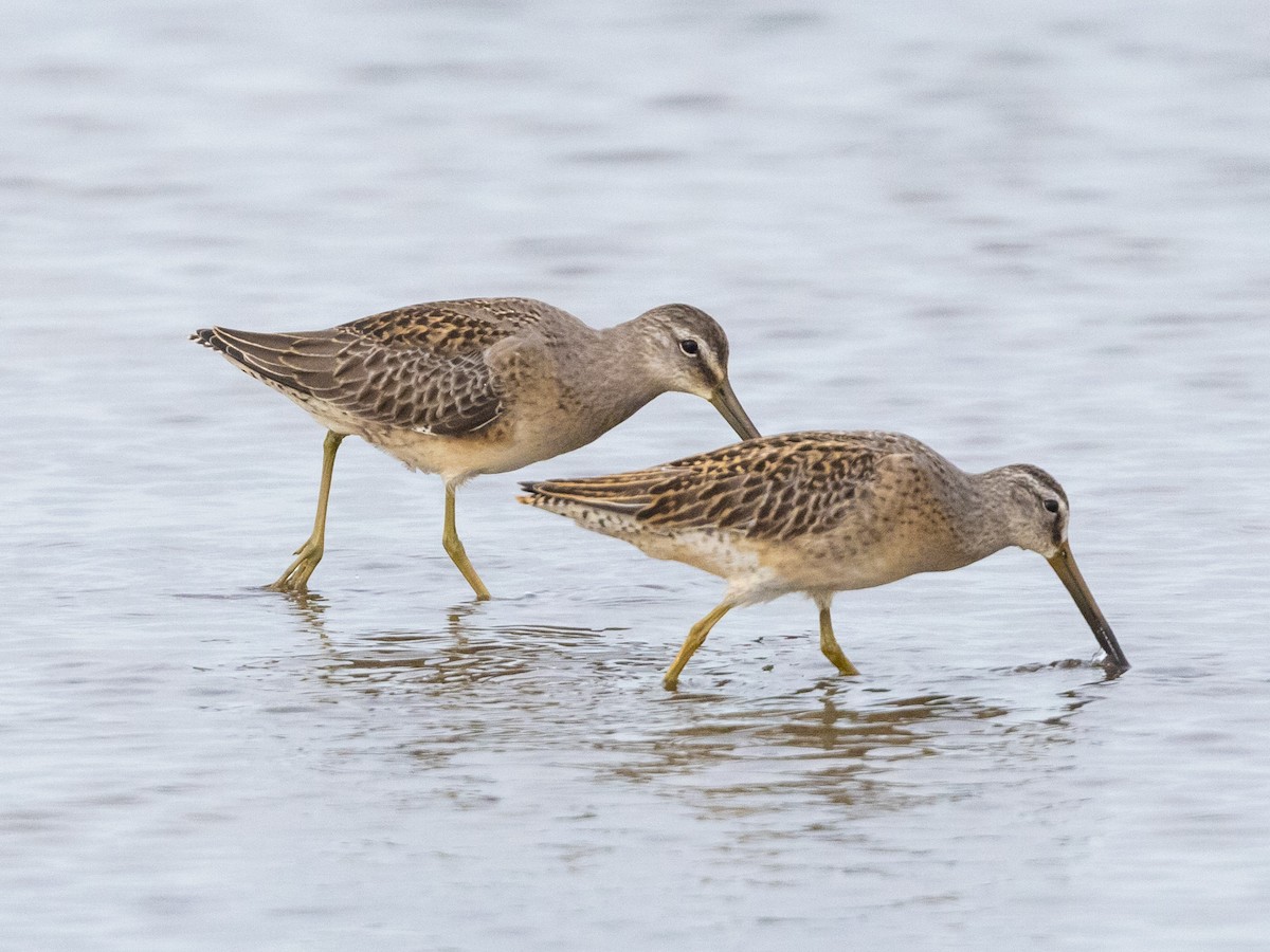 Long-billed Dowitcher - Angus Wilson
