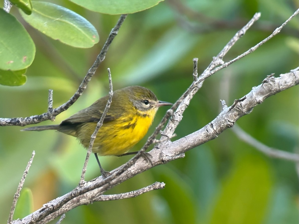 Prairie Warbler - Jeff Bouton