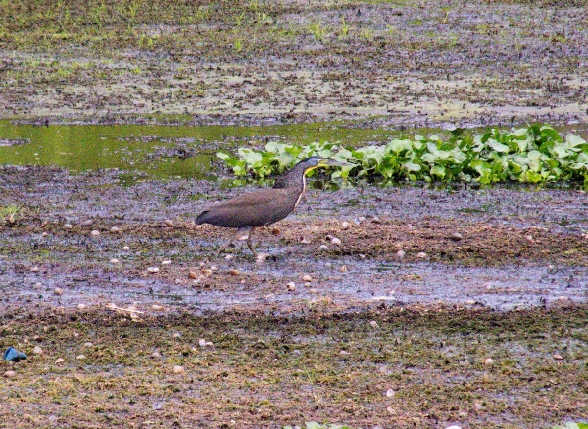 Bare-throated Tiger-Heron - ML608992133