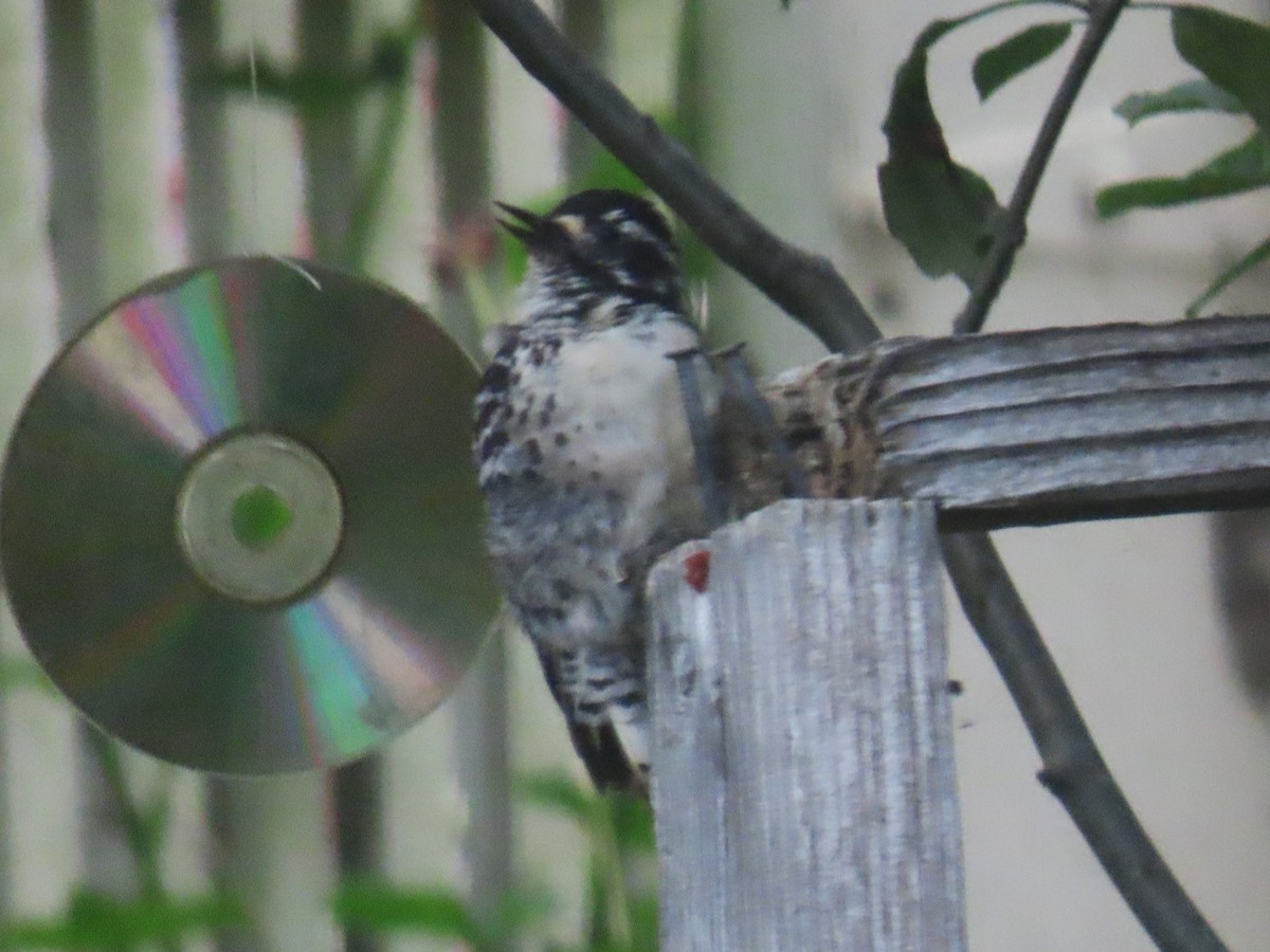 Nuttall's Woodpecker - Gayle Dangers-Meusel