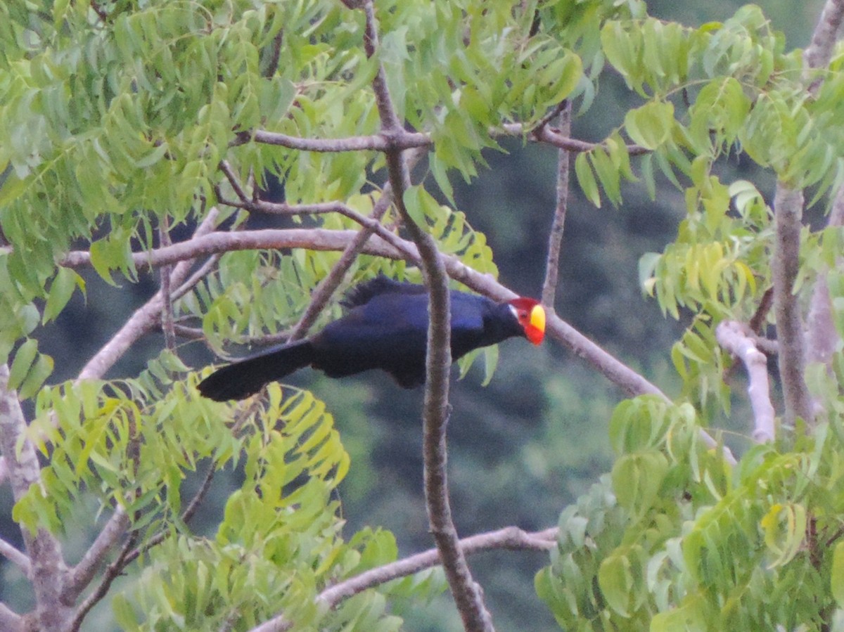 Violet Turaco - ML608992205