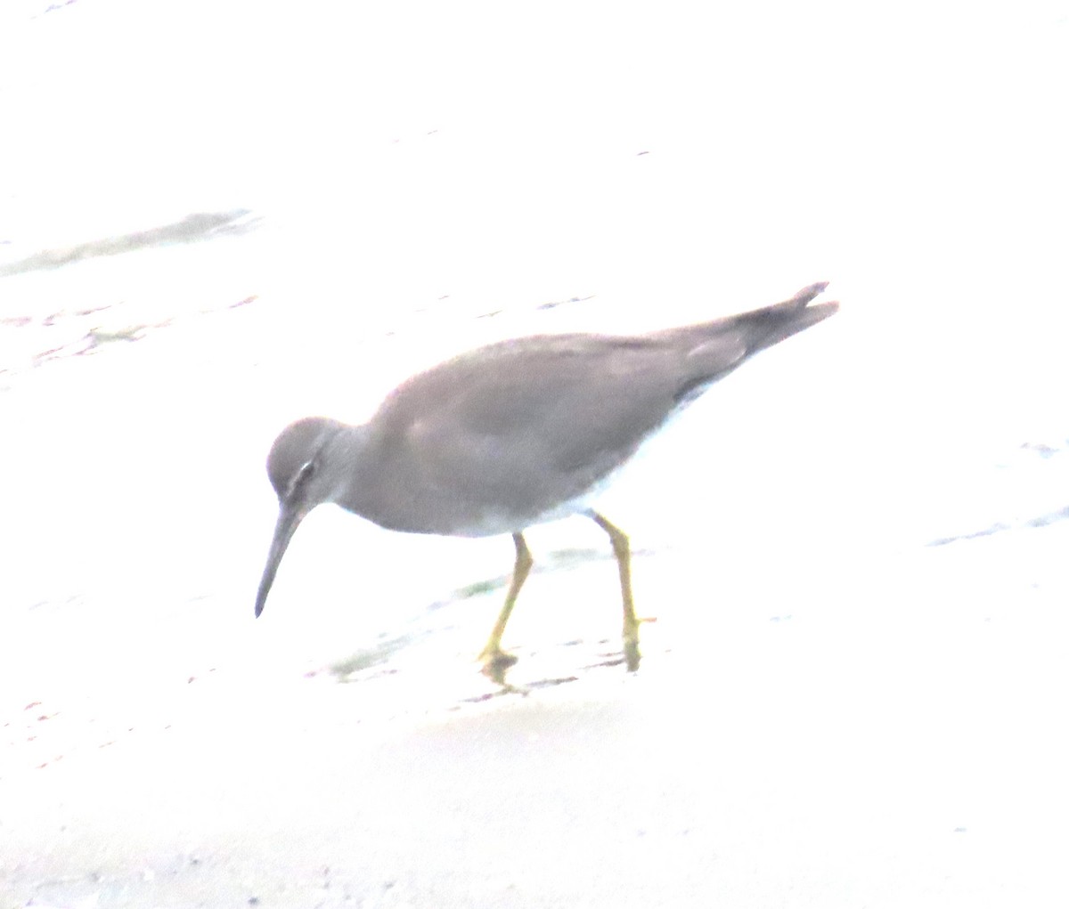 Wandering Tattler - ML608992260