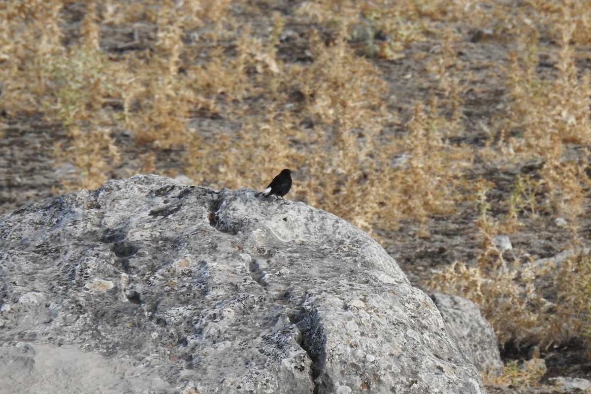 Black Wheatear - ML608992382