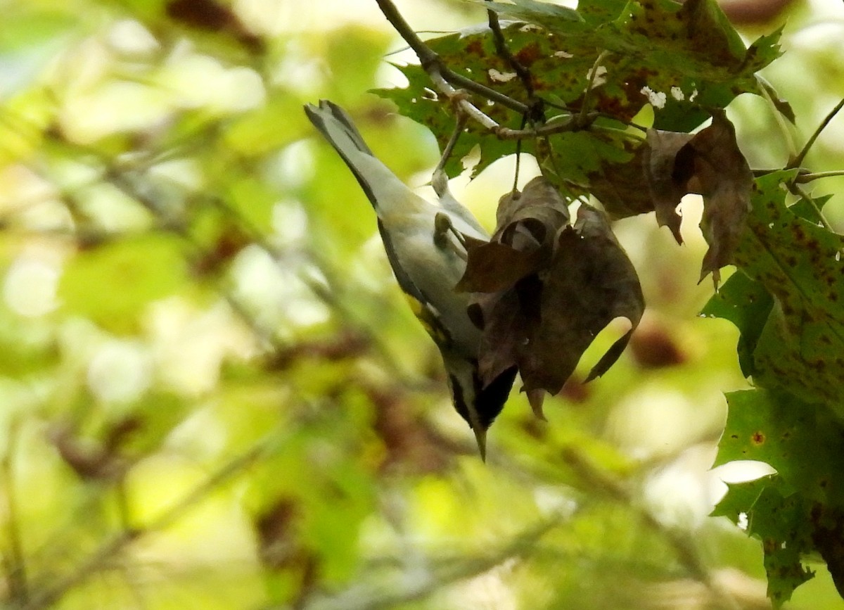 Golden-winged Warbler - Holly Taylor