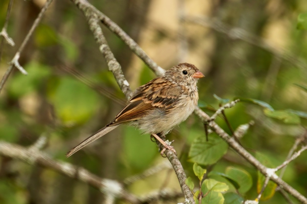 Field Sparrow - ML608992459
