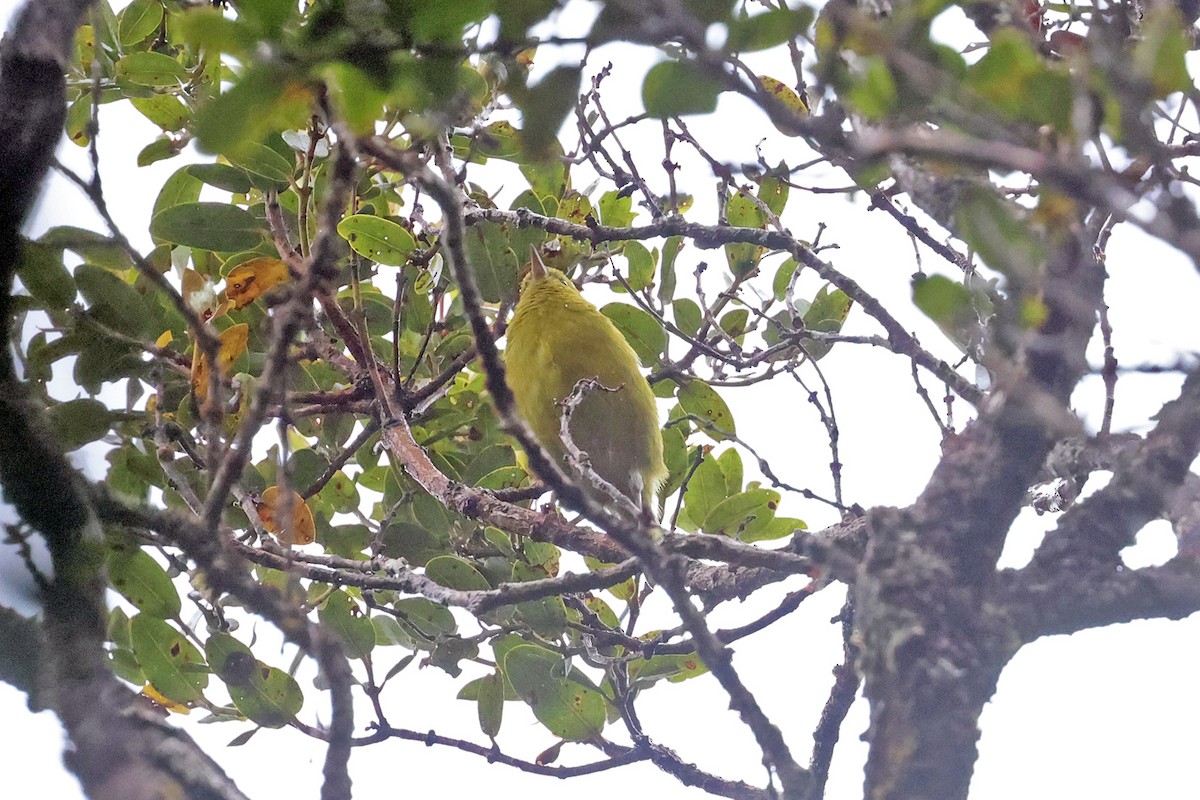 Gelbkleidervogel - ML608992585