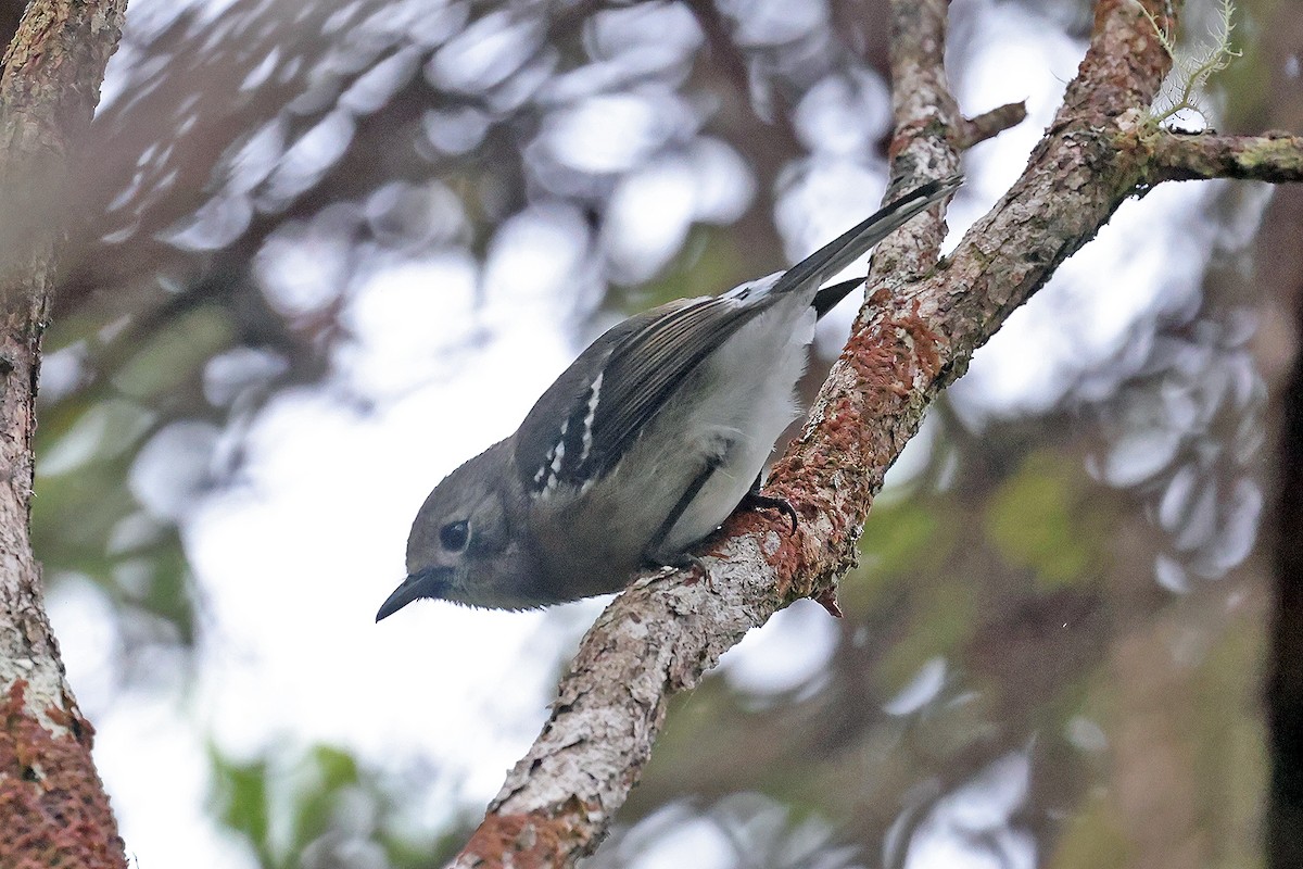 Elepaio de Kauai - ML608992753