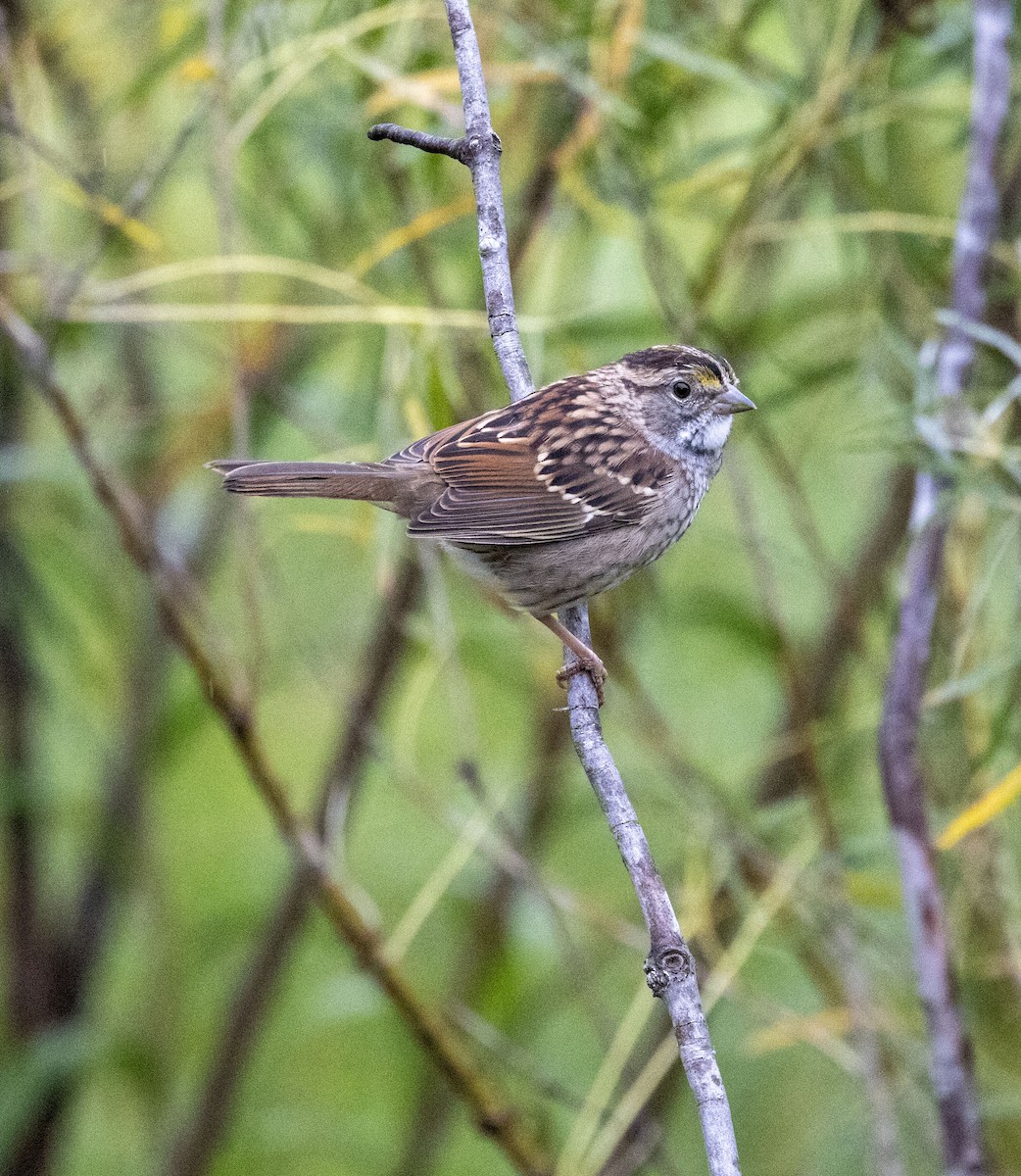 White-throated Sparrow - ML608992777