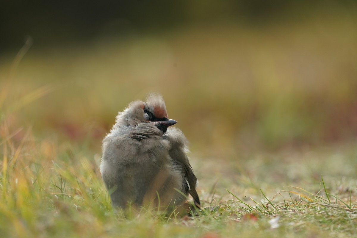 Bohemian/Cedar Waxwing - ML608992848