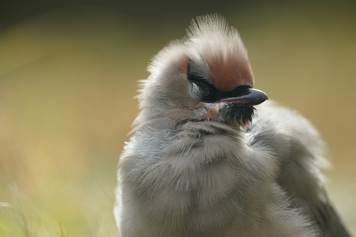 Bohemian/Cedar Waxwing - ML608992849