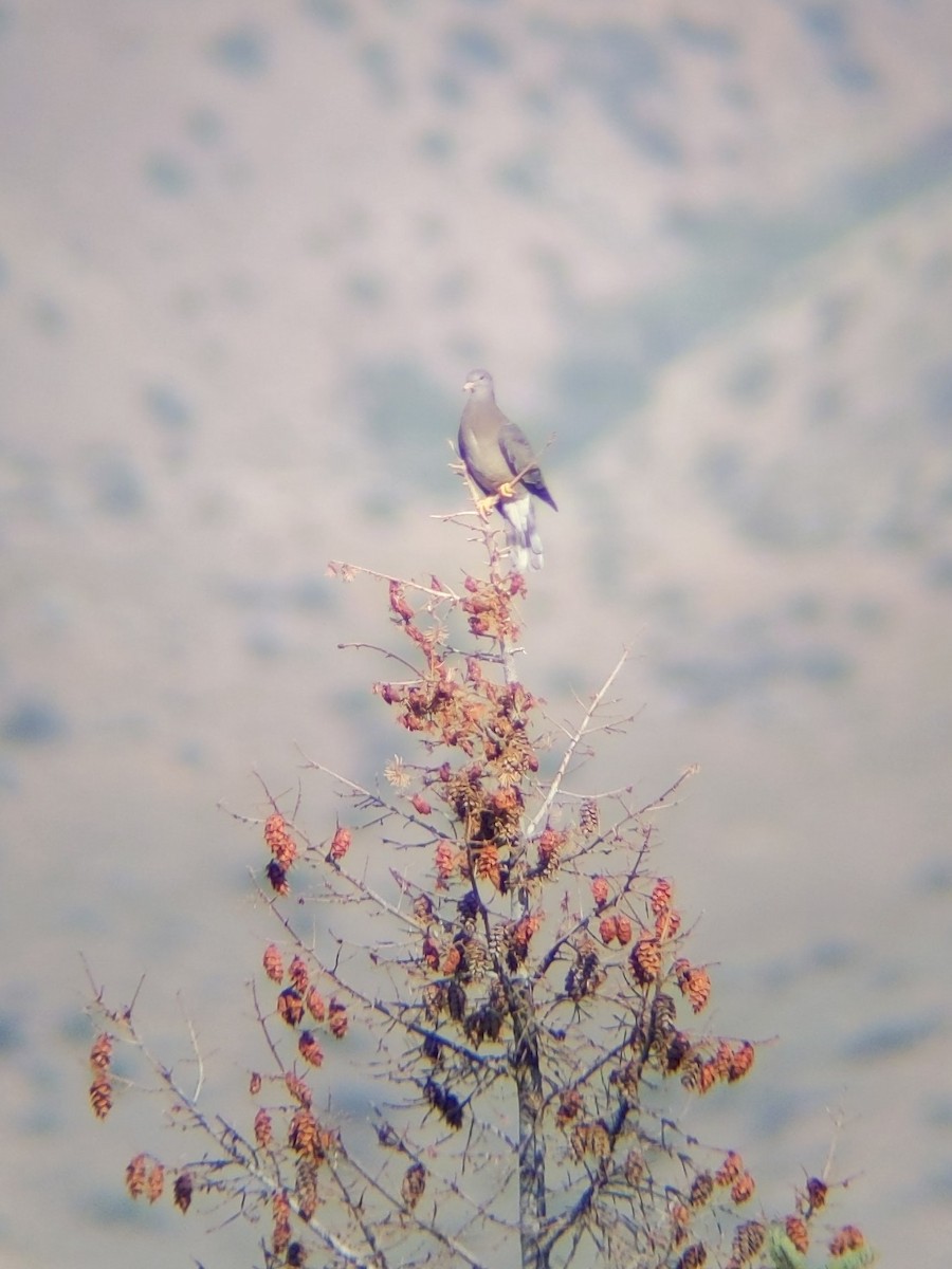 Band-tailed Pigeon - ML608992956