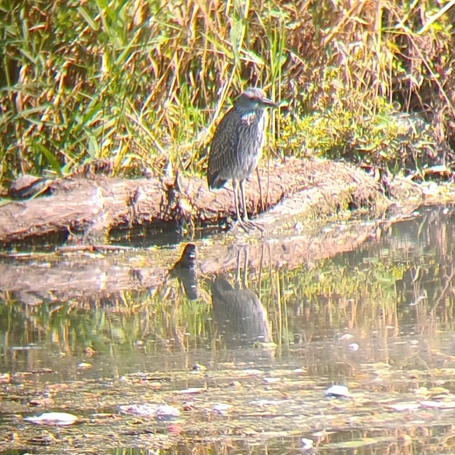 Yellow-crowned Night Heron - ML608993027