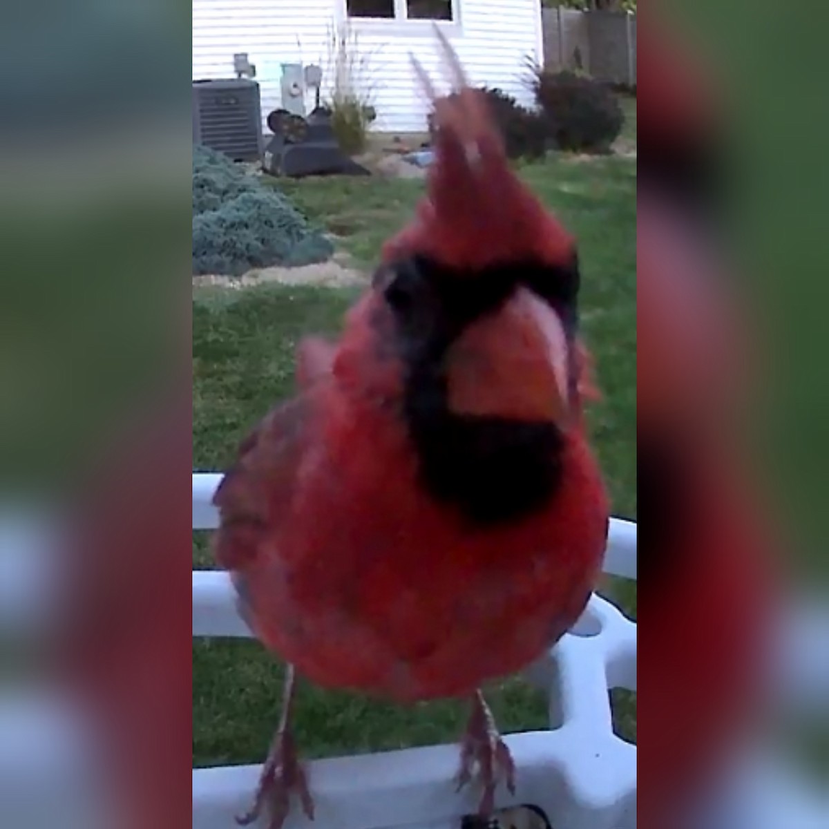 Northern Cardinal - ML608993051