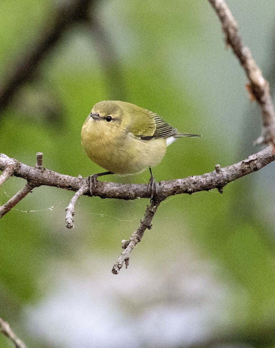 Tennessee Warbler - ML608993206