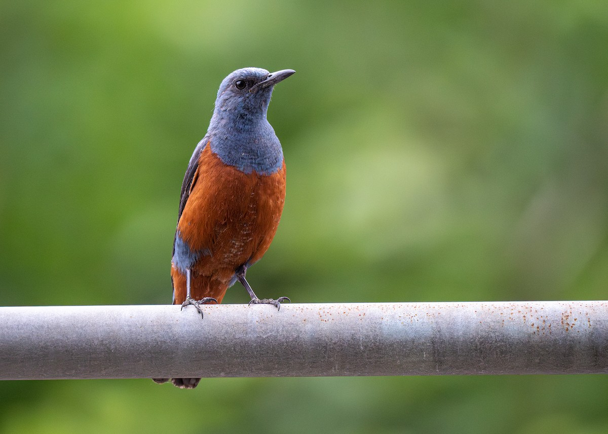 Blue Rock-Thrush - Forest Botial-Jarvis