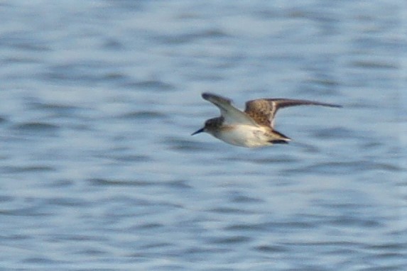 Baird's Sandpiper - ML608993318