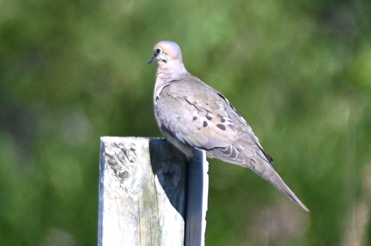 Mourning Dove - Gil Aburto-Avila