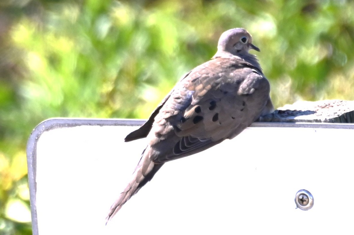 Mourning Dove - ML608993349