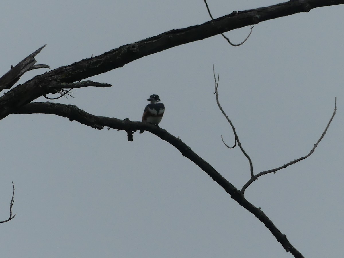 Belted Kingfisher - claudine lafrance cohl