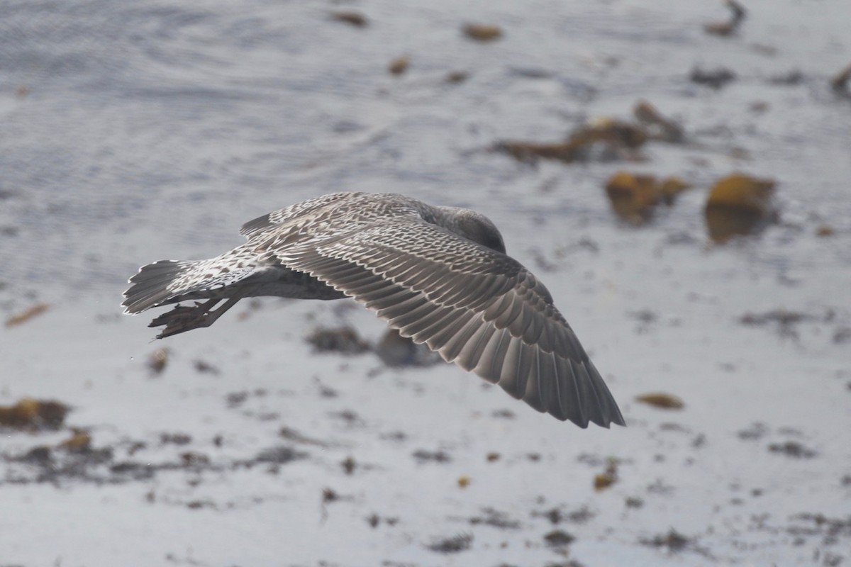 Lesser Black-backed Gull - Alvan Buckley