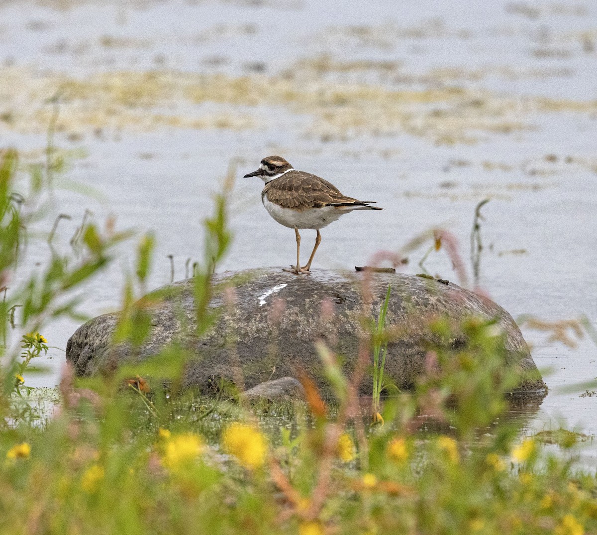 Killdeer - ML608993456