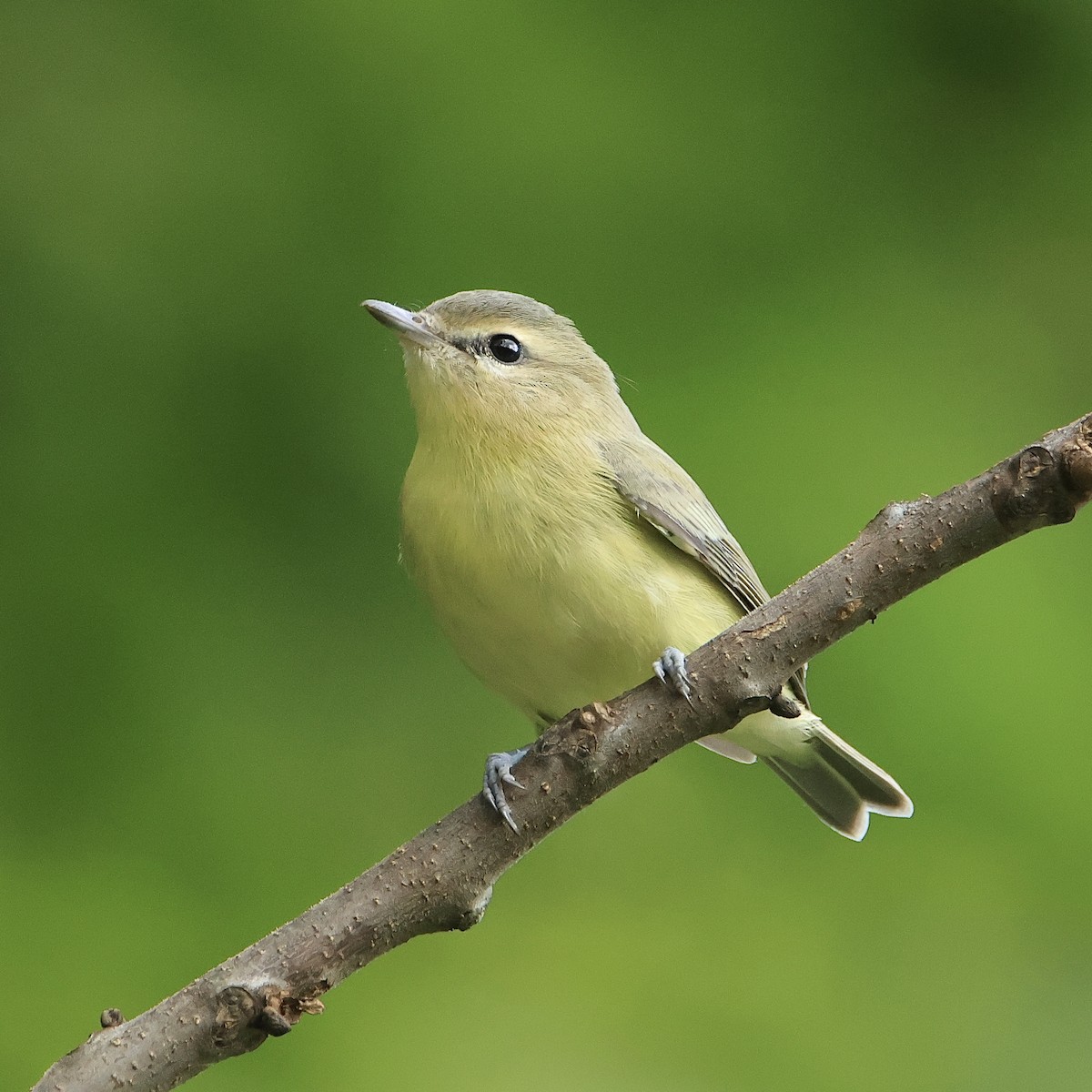 Philadelphia Vireo - ML608993461