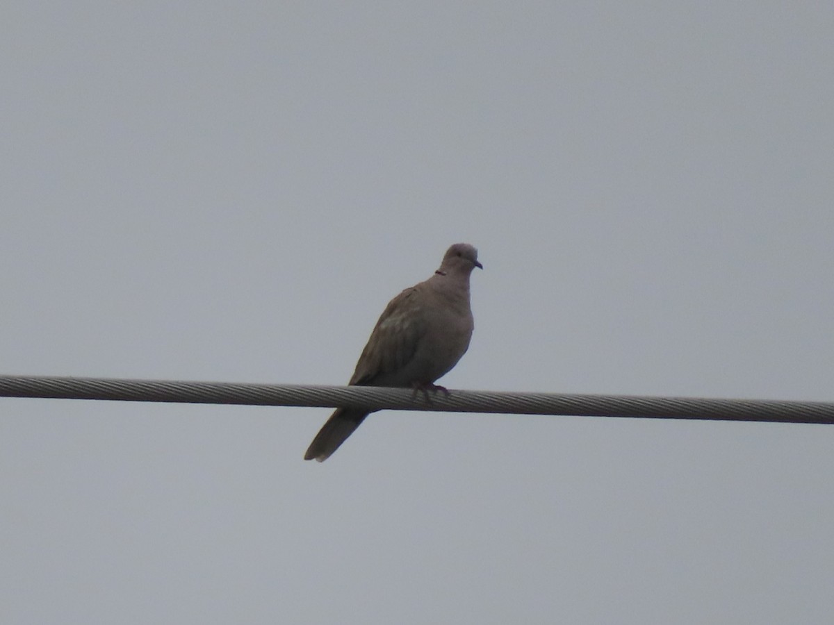 Eurasian Collared-Dove - ML608993483