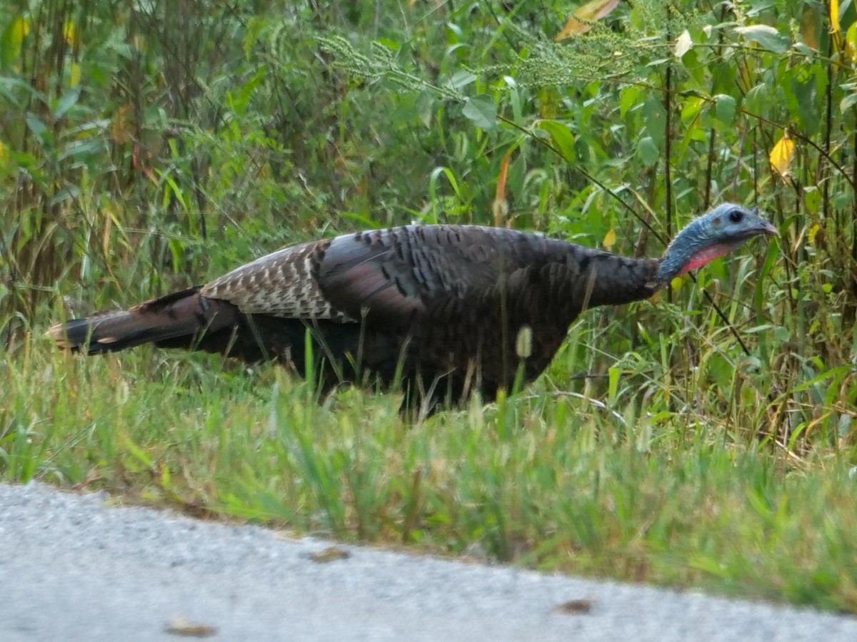 Wild Turkey - ML608993502