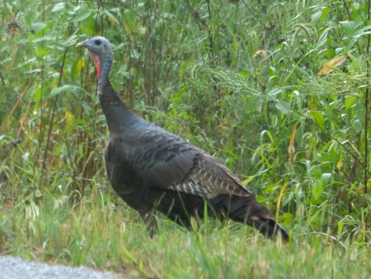 Wild Turkey - ML608993503