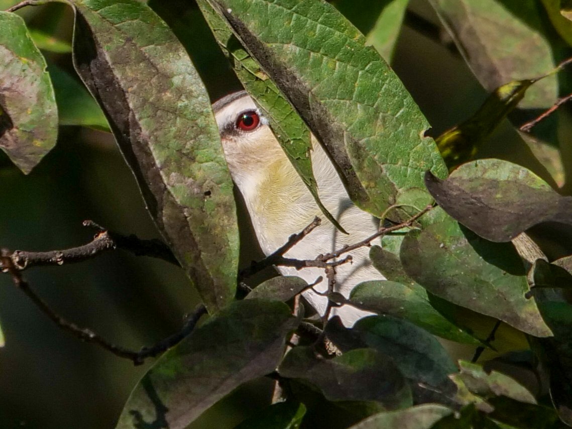 Red-eyed Vireo - Roger Horn