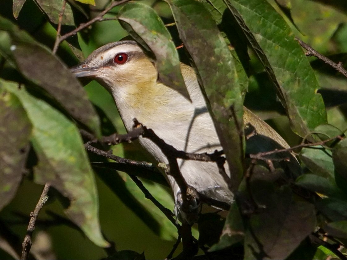 Red-eyed Vireo - ML608993511