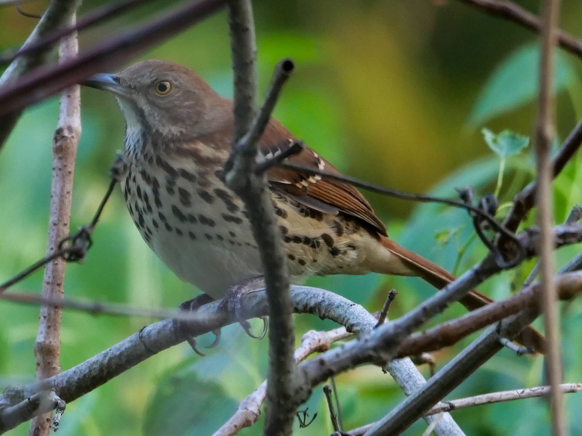 Brown Thrasher - ML608993525