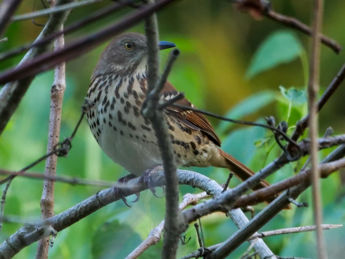 Brown Thrasher - ML608993526