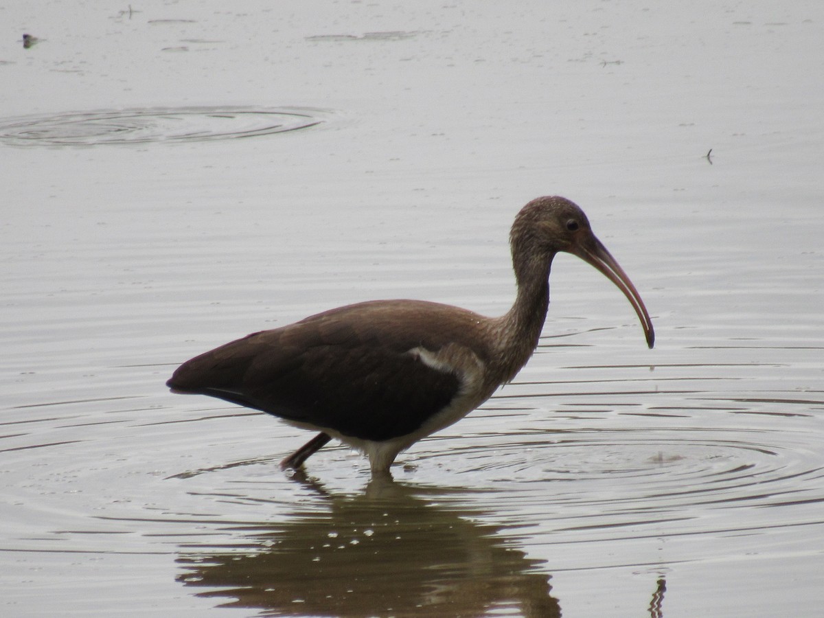 White Ibis - ML608993529