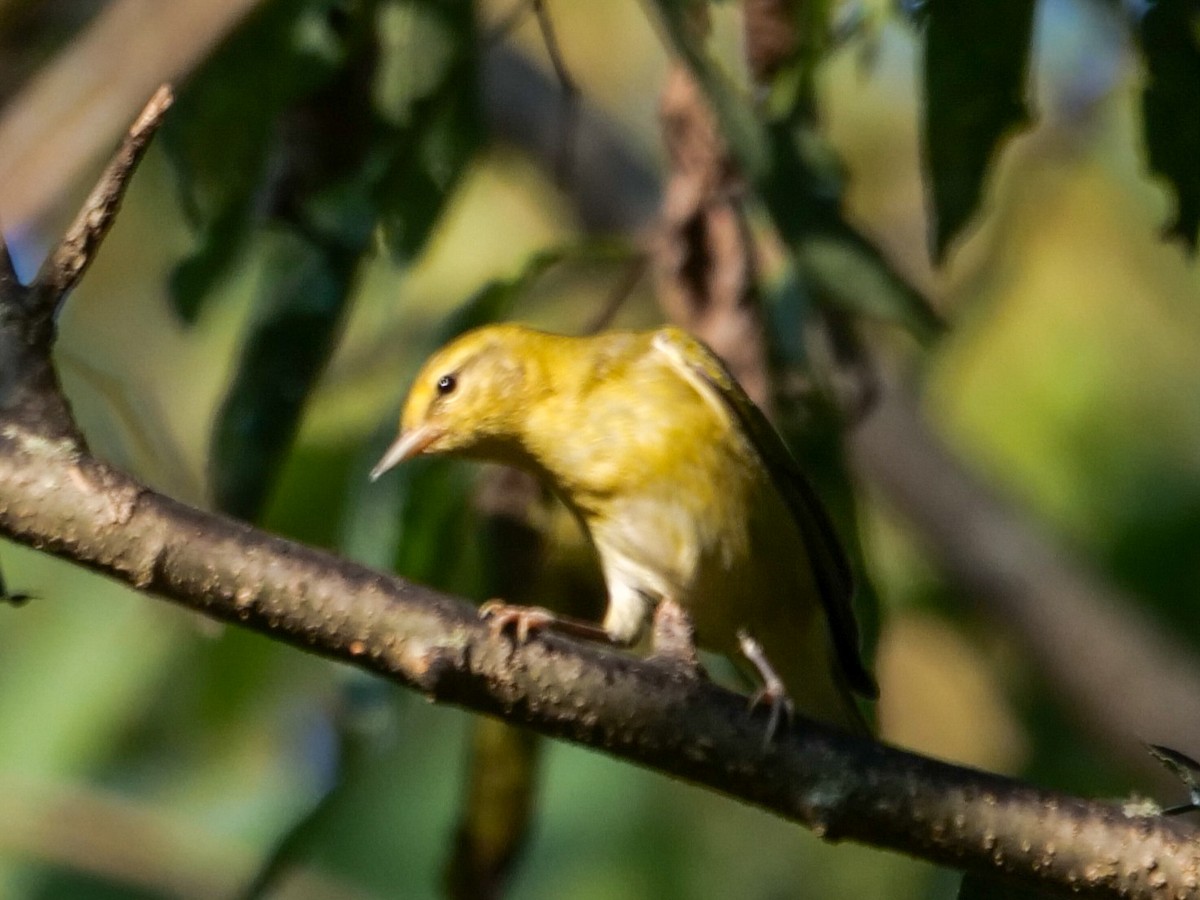 Tennessee Warbler - ML608993536