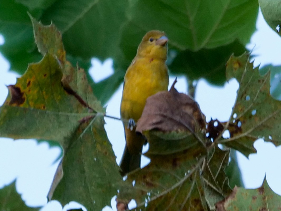 Summer Tanager - Roger Horn