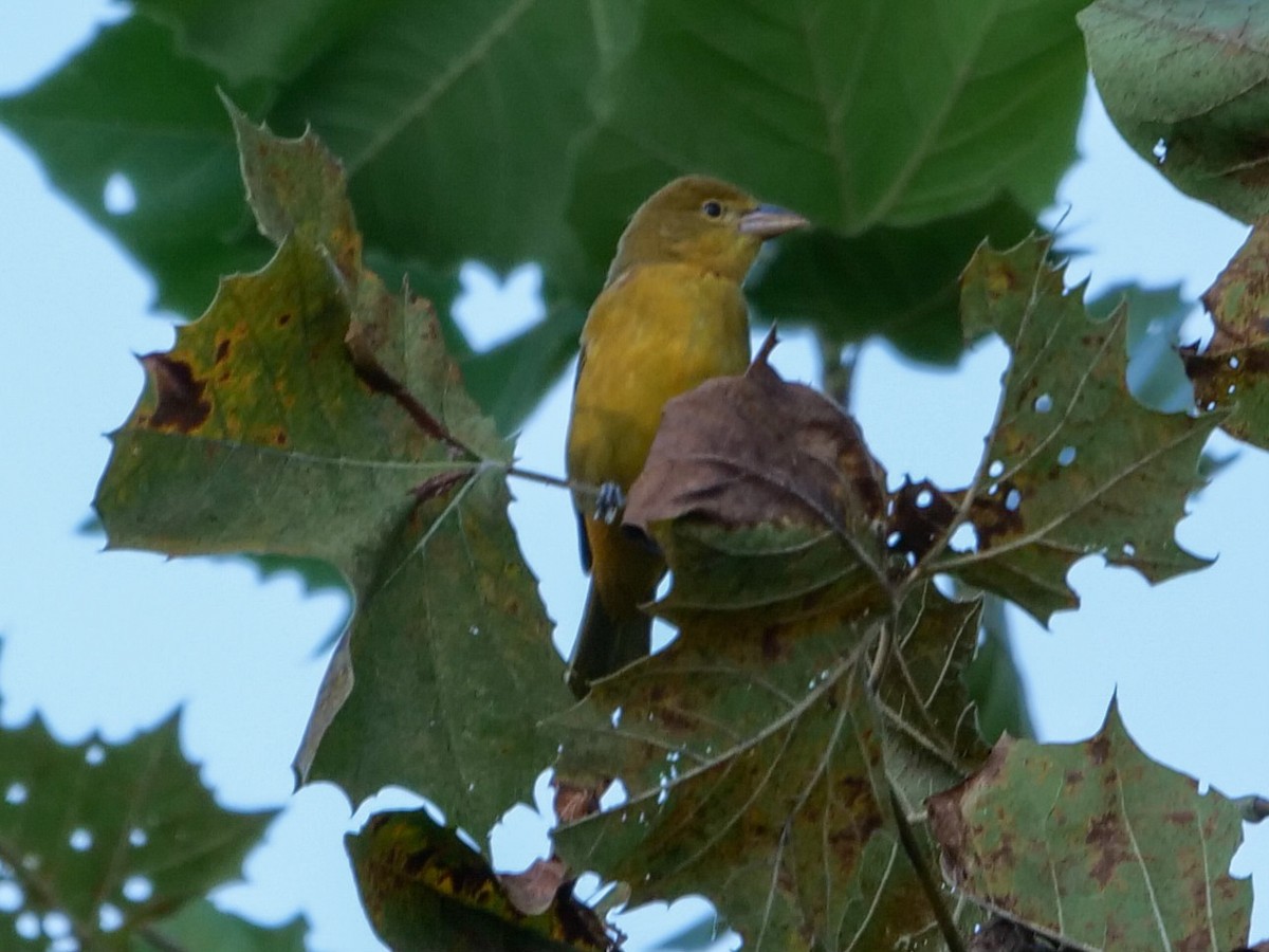 Summer Tanager - ML608993564