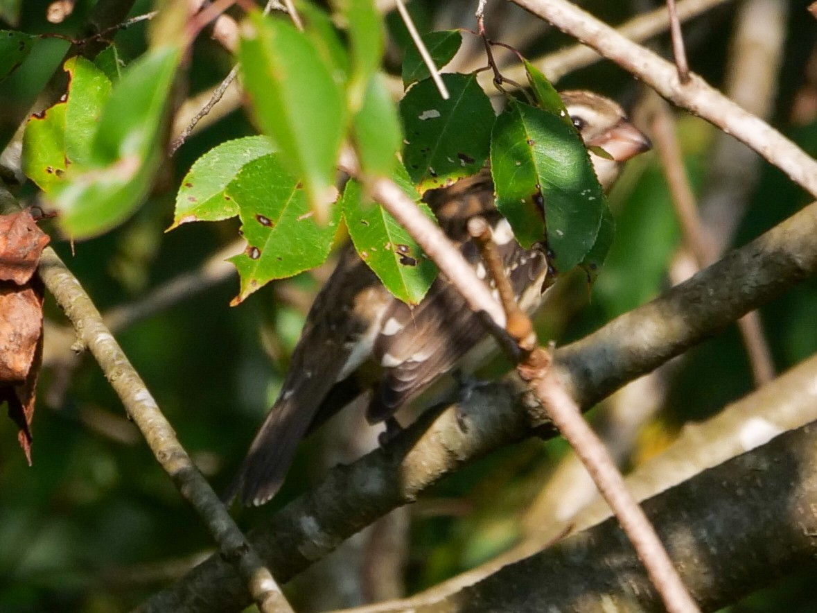 Rose-breasted Grosbeak - ML608993575