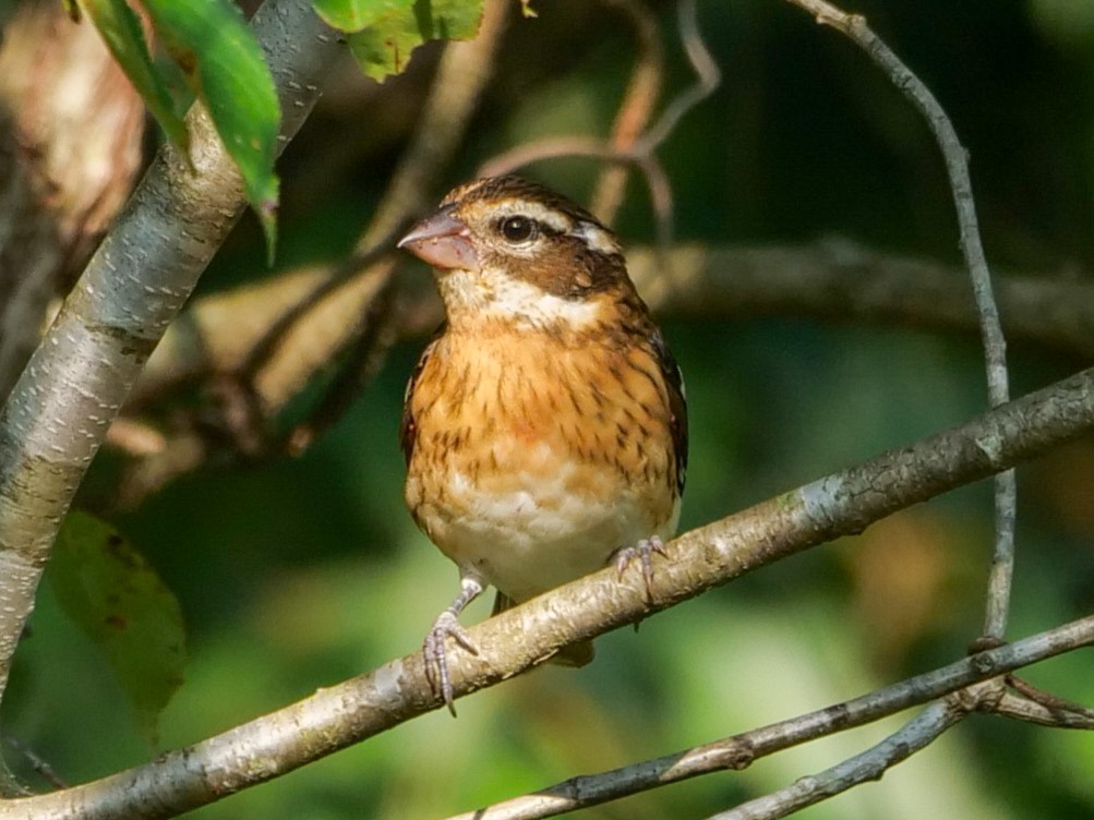 Rose-breasted Grosbeak - ML608993576