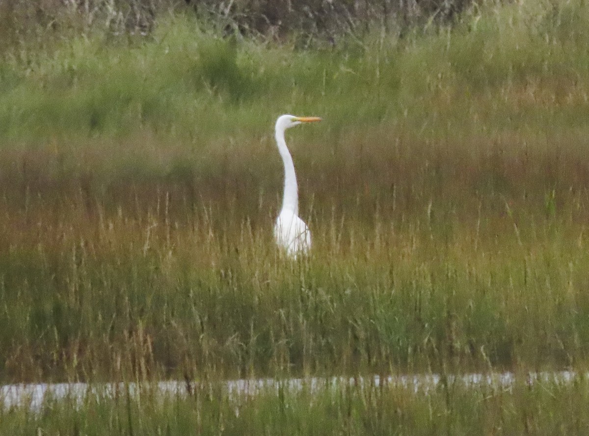 Great Egret - ML608993698