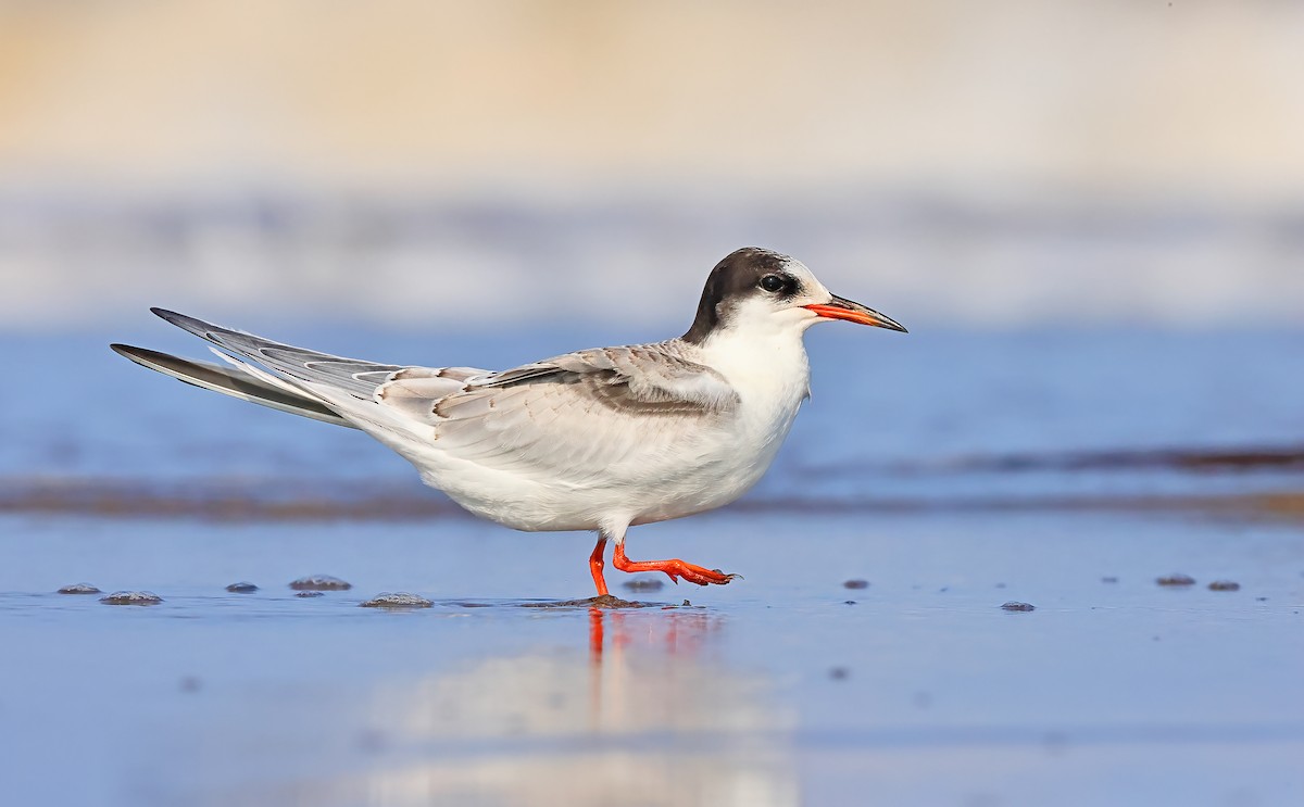 Common Tern - Greg Homel