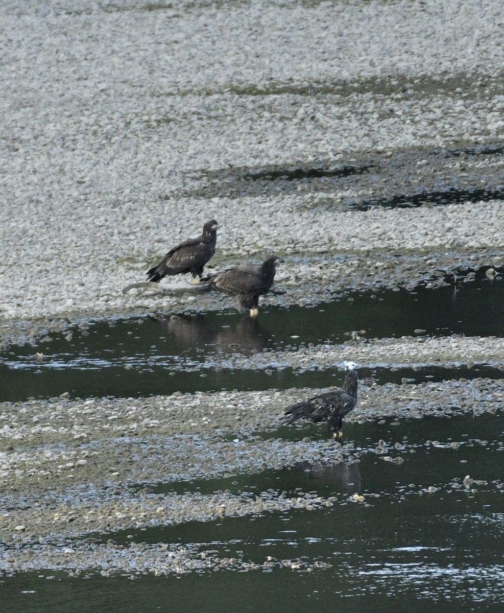 Bald Eagle - ML608993751