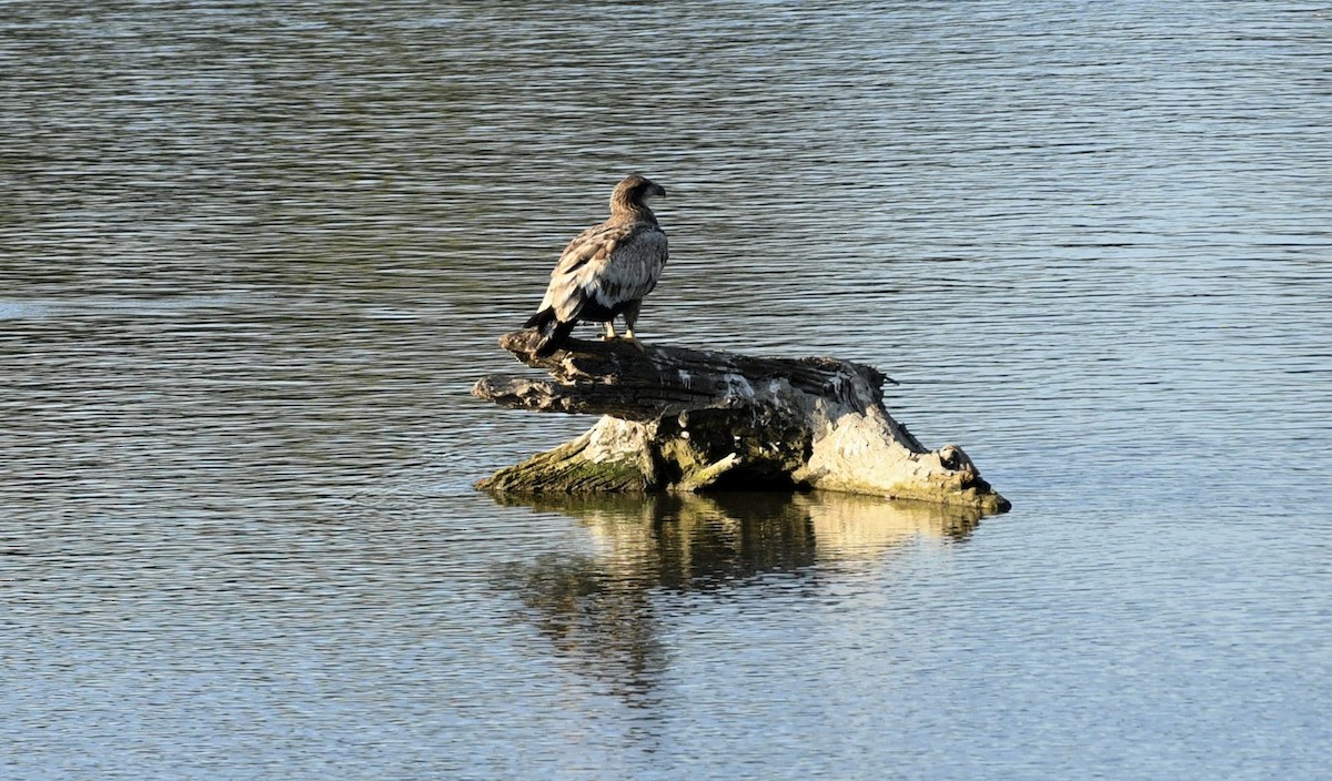 Bald Eagle - ML608993752