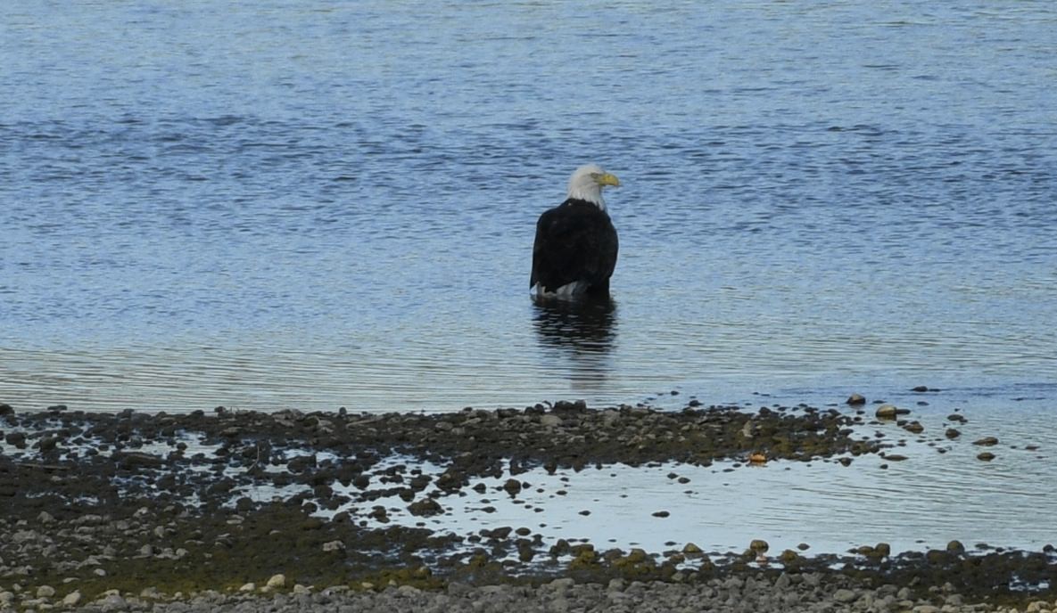 Bald Eagle - ML608993804