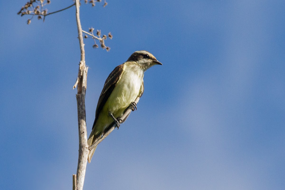 Piratic Flycatcher - ML608993978