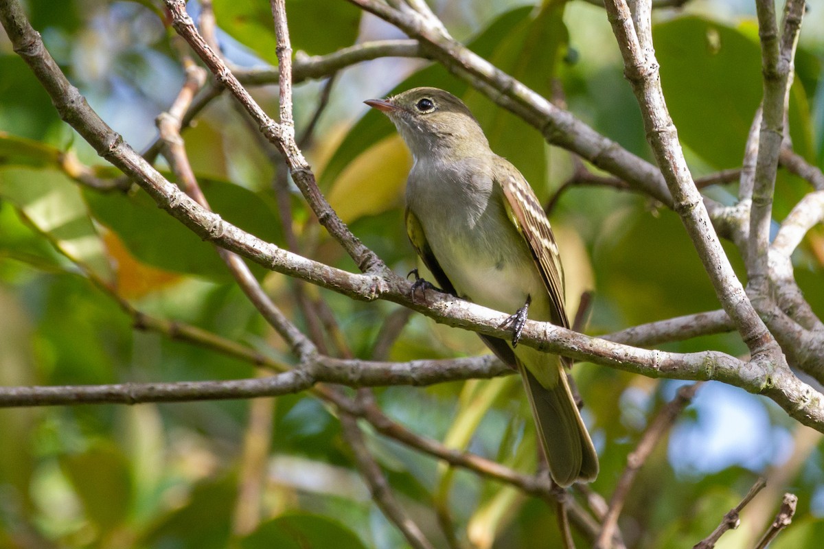 Small-billed Elaenia - ML608993991