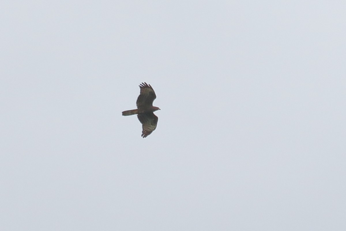 European Honey-buzzard - ML608994066