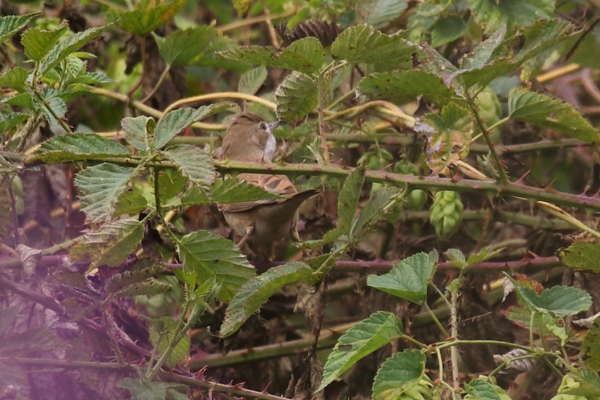 Greater Whitethroat - ML608994089