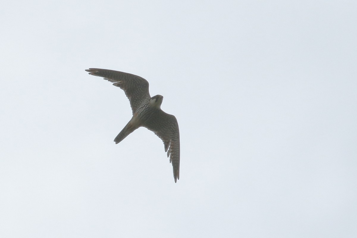 Eurasian Hobby - ML608994100